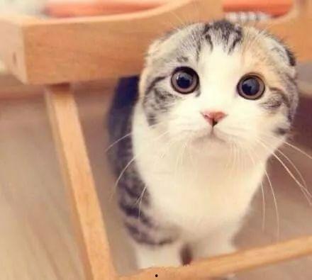 娛樂吃瓜君折耳貓視頻,萌態(tài)百出，笑料連連