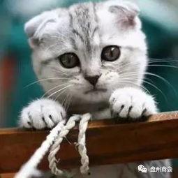 娛樂吃瓜君折耳貓視頻,萌態(tài)百出，笑料連連