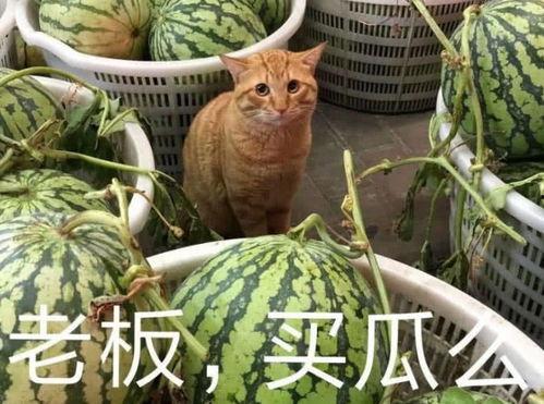 浮云娛樂吃瓜,揭秘娛樂圈最新吃瓜事件