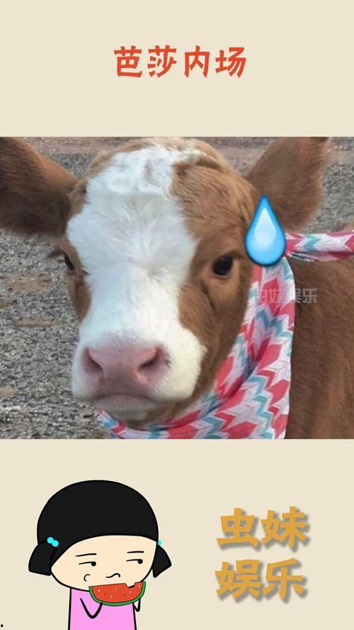 娛樂(lè)吃瓜醬發(fā)火,揭秘娛樂(lè)圈背后真相！