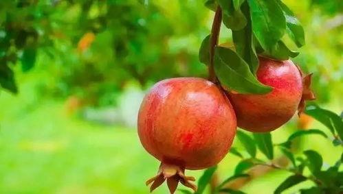 娛樂吃瓜醬買石榴,石榴盛宴，甜蜜來襲！