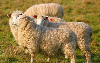 吃瓜娛樂醬羊羊,吃瓜娛樂界的甜蜜小能手