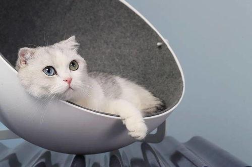 娛樂吃瓜醬改造貓窩,萌寵新居，趣味升級！