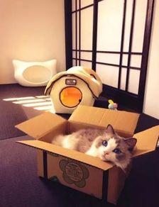 娛樂吃瓜醬改造貓窩,萌寵新居，趣味升級！