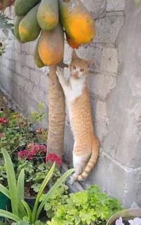 娛樂(lè)吃瓜醬橘貓,娛樂(lè)界的“喵星人”