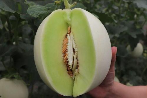 娛樂吃瓜菌人人有苦衷,人人有苦衷，吃瓜菌帶你探秘幕后真相