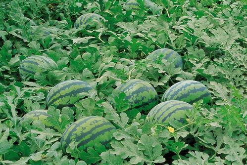 娛樂吃瓜場地圖片高清,一場視覺盛宴的幕后揭秘