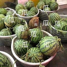 娛樂吃瓜菌火,揭秘娛樂圈幕后風云