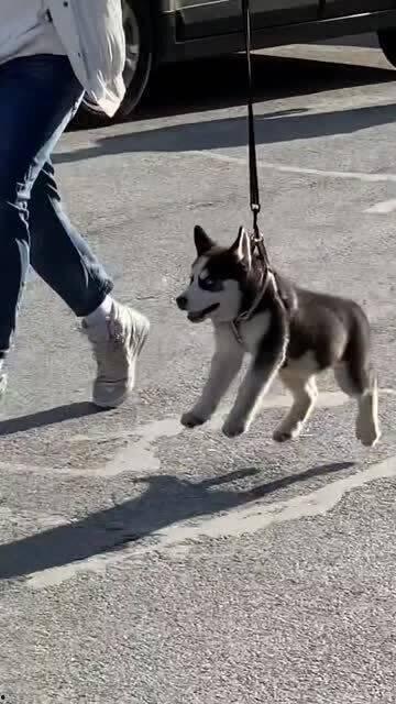 傻狗的日常娛樂吃瓜君,吃瓜君帶你領略娛樂圈的歡樂瞬間