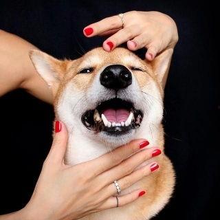 傻狗的日常娛樂吃瓜君,吃瓜君帶你領略娛樂圈的歡樂瞬間