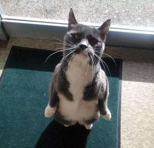 娛樂(lè)圈吃瓜貓,揭秘吃瓜貓背后的娛樂(lè)真相