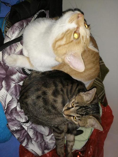 娛樂(lè)圈吃瓜貓,揭秘吃瓜貓背后的娛樂(lè)真相