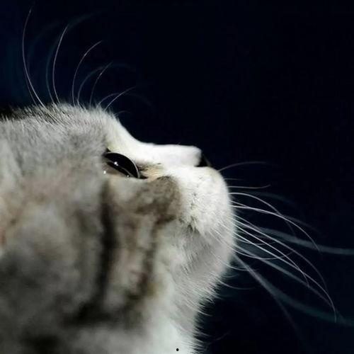 娛樂吃瓜貓捉鳥是真的嗎,娛樂吃瓜貓捉鳥事件，真相究竟如何？