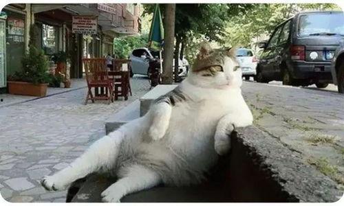 娛樂吃瓜貓捉鳥是真的嗎,娛樂吃瓜貓捉鳥事件，真相究竟如何？