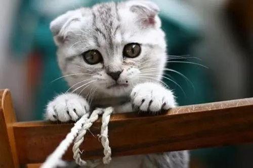 娛樂(lè)吃瓜君和折耳貓后續(xù),一場(chǎng)跨界奇遇記