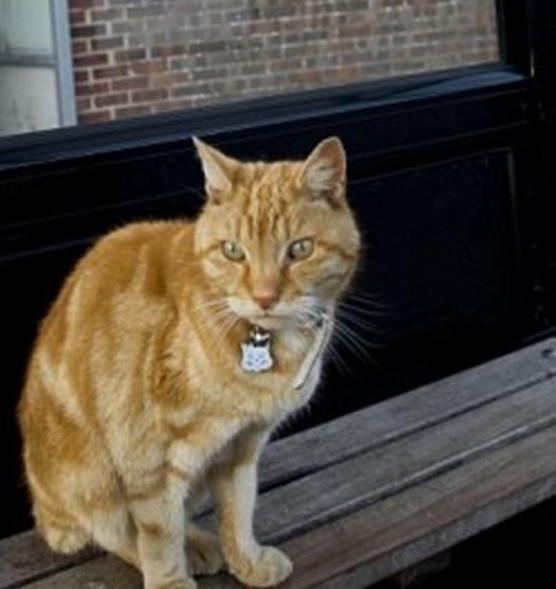 娛樂吃瓜醬小貓坐公交車,萌寵坐公交，趣味橫生一幕