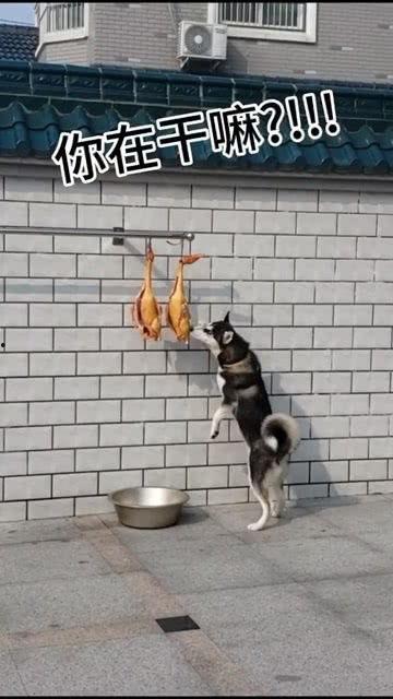 娛樂吃瓜醬送小狗視頻下載,萌寵來襲，溫馨瞬間盡收眼底