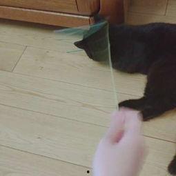 娛樂吃瓜醬貓咪視頻,萌態(tài)十足，網(wǎng)友直呼“太可愛了！”