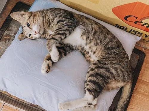 娛樂吃瓜醬貓咪視頻,萌態(tài)十足，網(wǎng)友直呼“太可愛了！”