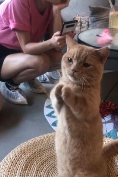 娛樂吃瓜醬貓咪視頻,萌態(tài)十足，網(wǎng)友直呼“太可愛了！”