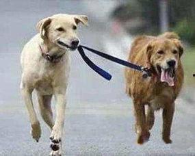 娛樂吃瓜醬遛狗小說下載,小說世界里的歡樂與溫情