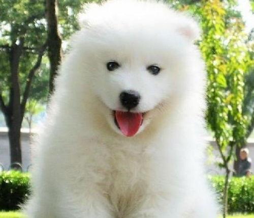 娛樂吃瓜醬薩摩耶,揭秘娛樂圈那些不為人知的幕后故事