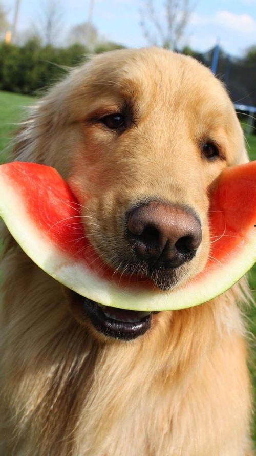 娛樂吃瓜醬埋狗,揭秘娛樂圈背后的“埋狗”真相