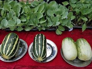 娛樂吃瓜壁紙圖