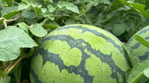 湖南娛樂吃瓜在一線,揭秘娛樂圈背后的故事